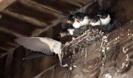 天涯爆料燕子最新一期,燕子最新一期揭秘惊人内幕